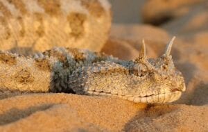 serpents les plus rares et les plus bizarres Cerastes cerastes 300x190 - Voici les serpents les plus rares au monde (photos)