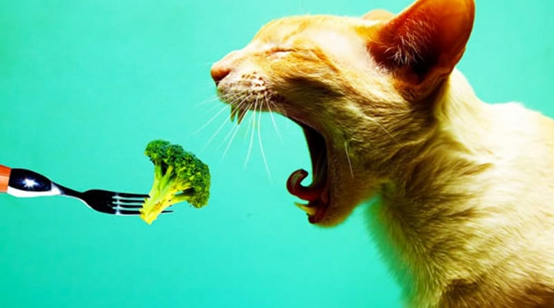 Le Chat Peut-Il Être Vegan ?