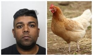 Un Homme Emprisonné Pour Avoir Violé Des Poulets À Mort Pendant Que Sa Femme Le Filmait