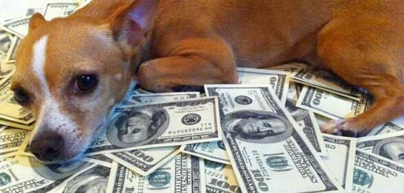 USA : un chien hérite d’une fortune incroyable
