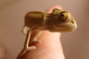 Brookesia Nana : A La Découverte Du Plus Petit Reptile Au Monde