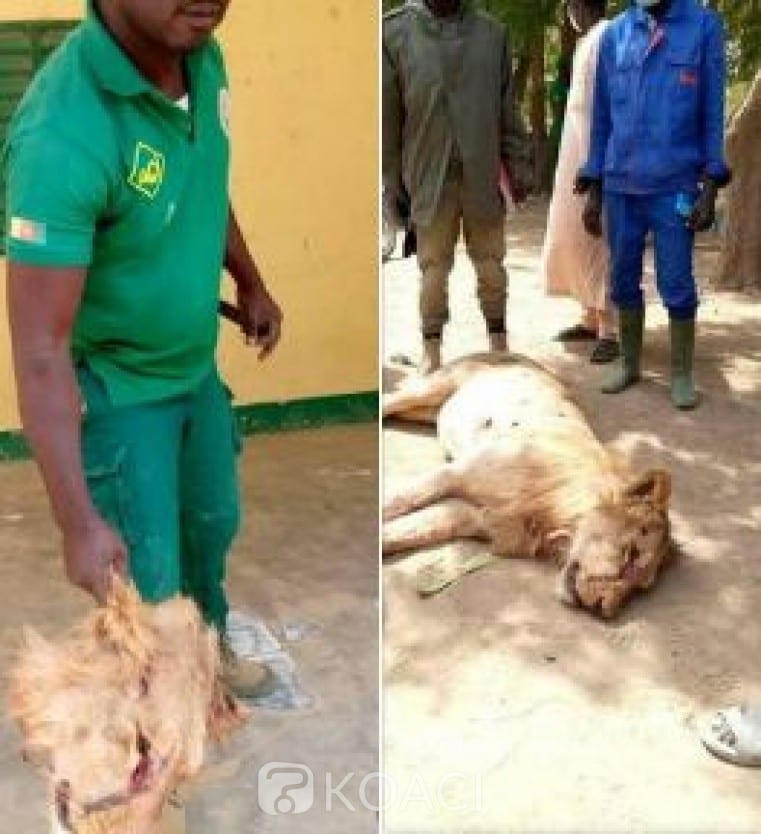 Cameroun : Un Lion Blesse Plusieurs Personnes Dans Un Village
