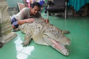 Cette Famille A Pour Animal De Compagnie Un Crocodile (Photos)