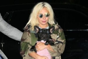 Des Voleurs Kidnappent Les Chiens De Lady Gaga