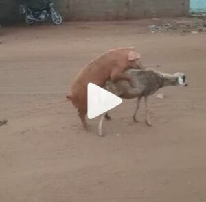 Un Porc S&Rsquo;Accouple Avec Une Brebis En Pleine Rue (Vidéo)