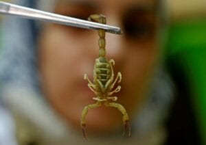 Un Jeune Égyptien Devient Millionnaire En Vendant Du Venin De Scorpion