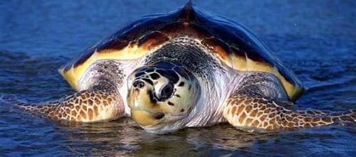 Une Vingtaine De Personnes Decedent Apres Avoir Mange Une Tortue Doingbuzz