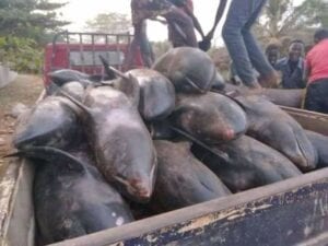 Quand Les Dauphins Échoués Au Ghana Finissent Sur Les Marchés Togolais