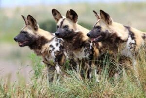 Des Lycaons Relâchés Dans Le Parc Hluhluwe-Imfolozi