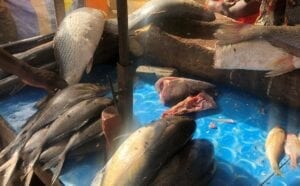 Ramadan Au Sénégal : Quand Le Poisson Se Fait Rare Et Cher