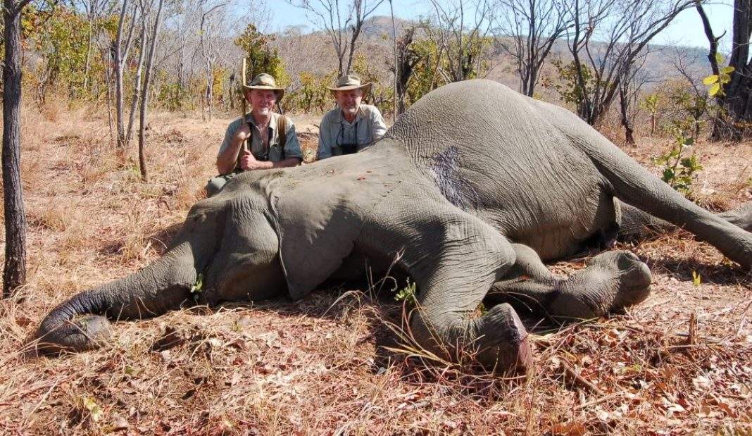 Zimbabwe : Les Chasseurs Autorisés À Abattre Jusqu’à 500 Éléphants