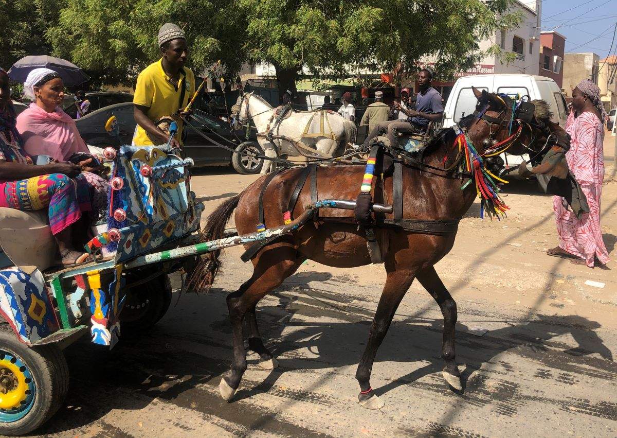 La Calèche Nourrit-Elle Toujours Son Homme Au Sénégal ?