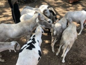 A La Découverte Du Commerce De Moutons Devenu Lucratif Au Sénégal