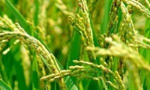 Afrique : La Zone De Libre-Échange Continentale Africaine Pour Booster L’agriculture