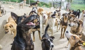 Maroc : Après Casablanca, Les Chiens Errants Traumatisent Kénitra