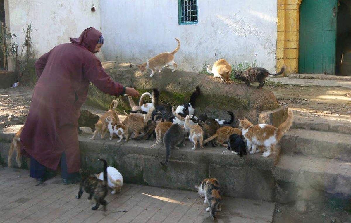 Maroc : une fourrière pour chiens et chats errants à Casablanca