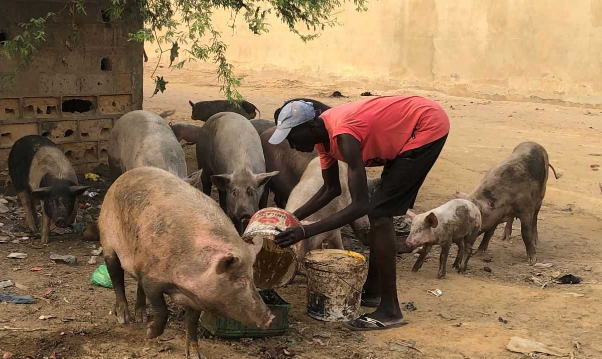 A la découverte élevageporcsSénégal - A la découverte de l’élevage de porcs au Sénégal