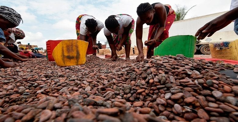 Cacao : En route vers une production record, selon l’ICCO