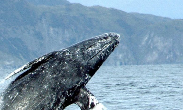 Etats Unisavalé Baleine Un Pêcheur Mammifère