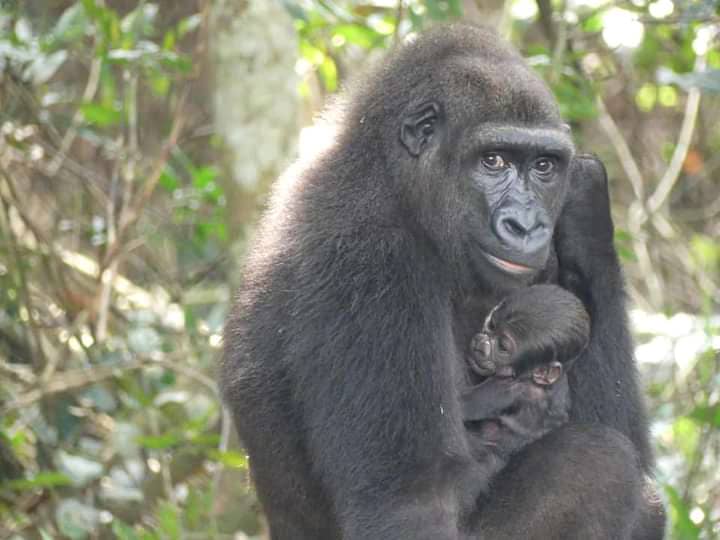Gabon : Ali Bongo Très Content De La Naissance D&Rsquo;Un Bébé Gorille ( Photo)