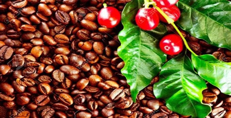 La chute drastique de la production du café ivoirien inquiète le ministère de l’Agriculture