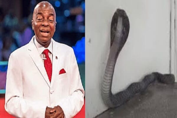 Nigeriale pasteur David Oyedepoun cobramême pièce - Nigeria : le pasteur David Oyedepo a passé 7 heures avec un cobra dans la même pièce