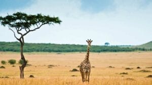 Tourisme : L’afrique Est Prête À Se Relancer Et Joue La Carte De La Prudence