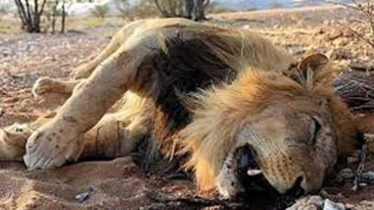 Un Lion Meurt De Covid-19 Dans Un Zoo Indien