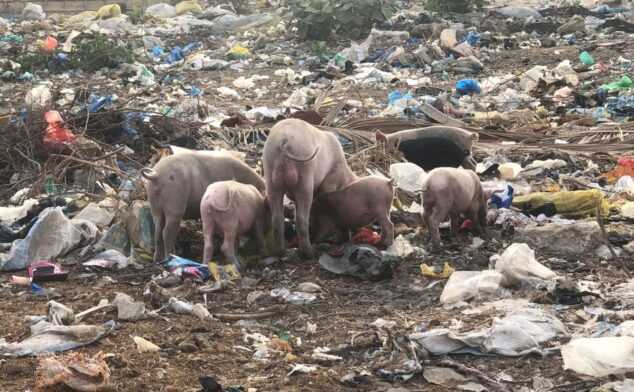 cochons dans les imondices 634x392 1 - A la découverte de l’élevage de porcs au Sénégal