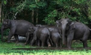 L’inventaire Forestier Et Faunique De La Côte D’ivoire Sera Présenté Ce 29 Juin