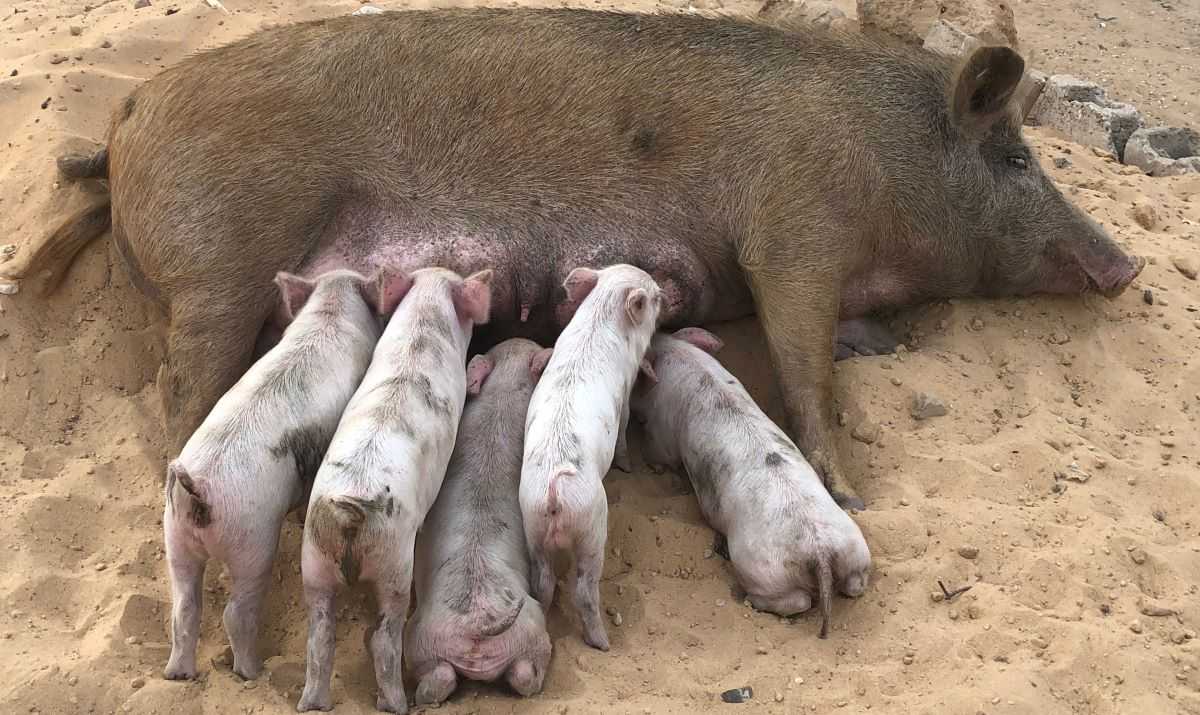 Une Femelle Et Ses Petits