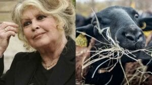 Après Les Chiens Algériens, Brigitte Bardot En Croisade Contre L’aïd Et Crée La Polémique