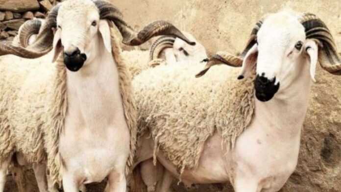 Cherté Des Moutons Veilleaïd Al Adha Les Marocains Le Désarroi