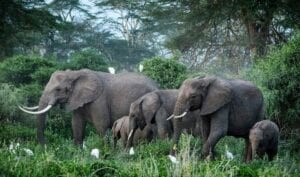 Des Éléphants Vont Être Transportés Par Avion De L’angleterre Vers Le Kenya