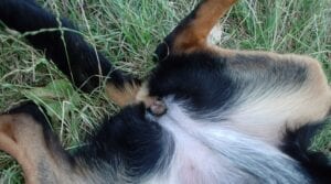 Guinée: Un Homme Surpris En Plein Ébats S€Xuels Avec Une Chienne