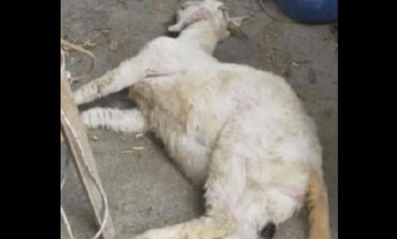 Malaisie: Un Homme De 60 Ans Viole Une Chèvre À Mort