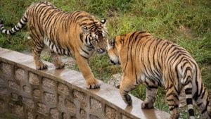 Maroc : Deux Nouveaux Tigres Dans Le Zoo De Rabat