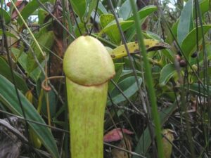 Nepenthes Holdenii, Une Plante Carnivore Ayant La Forme D&Rsquo;Un Pén!S ( Photo)