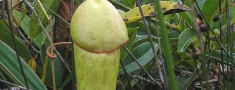 Nepenthes holdenii 770x297 - Nepenthes Holdenii, une plante carnivore ayant la forme d'un pén!s ( photo)
