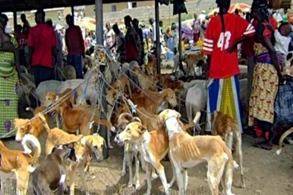 Nigeria plus de 9 000 personnes signent une pétition pour stopper consommation abusive des chiens - Nigeria : plus de 9 000 personnes signent une pétition pour stopper la consommation abusive des chiens