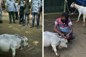 Une Vache Naine Plus Petite Qu’une Chèvre Repérée Au Bangladesh