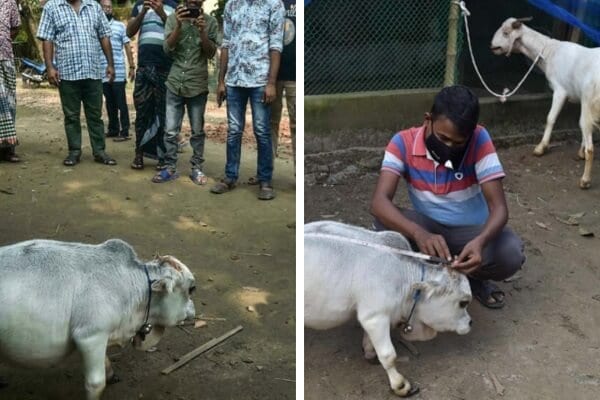 Une vache naine plus petite qu’une chèvre repérée au Bangladesh