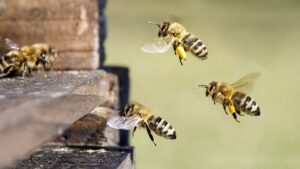 Bénin : « Des Abeilles S&Rsquo;Invitent Dans Une Mosquée Et Font Un Mort »