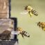 Bénin : « des abeilles s’invitent dans une mosquée et font un mort »