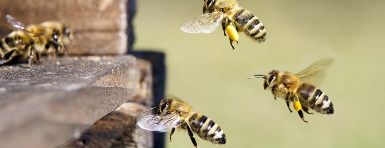 abeille ruche 770x297 - Bénin : "des abeilles s'invitent dans une mosquée et font un mort"