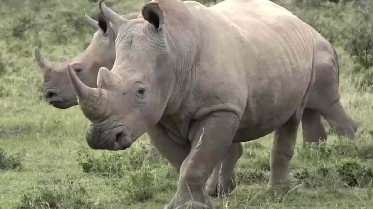 Afrique Du Sud : 249 Rhinocéros Braconnés De Janvier À Juin
