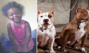 Afrique Du Sud : Une Fillette De 4 Ans Mutilée À Mort Par 2 Pit-Bulls