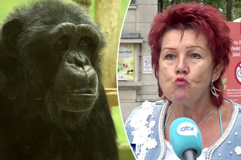 Belgique : une femme bannie d’un zoo à cause de sa relation avec un chimpanzé