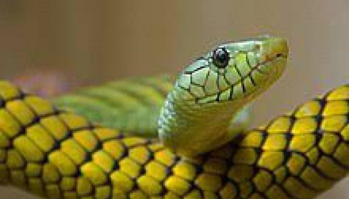 Côte dIvoire un Sous préfet a été mordu un serpent son bureau - Côte d’Ivoire : un Sous-préfet a été mordu par un serpent dans son bureau