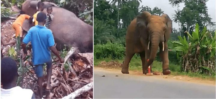 Côte D’ivoire/ Une Clôture Électrique Pour Canaliser L’éléphant « Hamed »